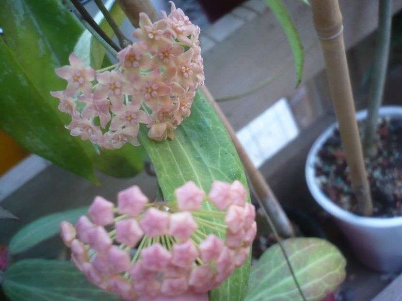 P1500253 - HOYA 2021-2