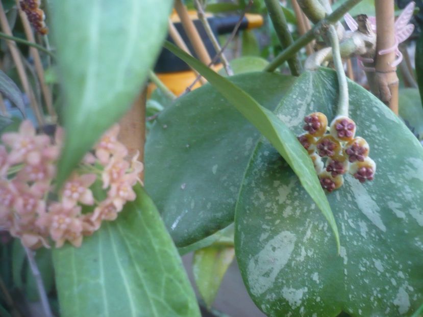P1500257 - HOYA 2021-2