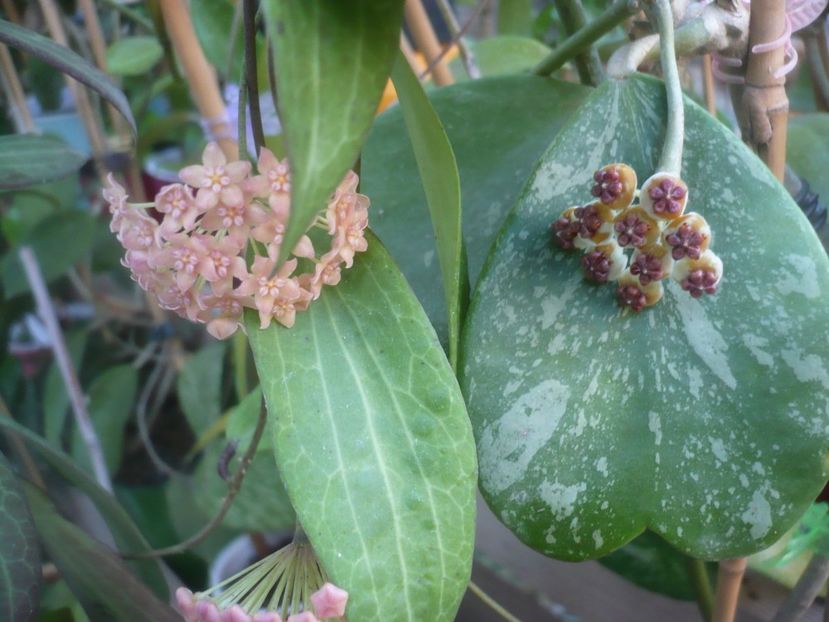 P1500259 - HOYA 2021-2