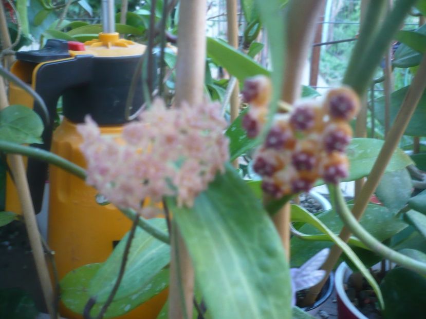 P1500261 - HOYA 2021-2