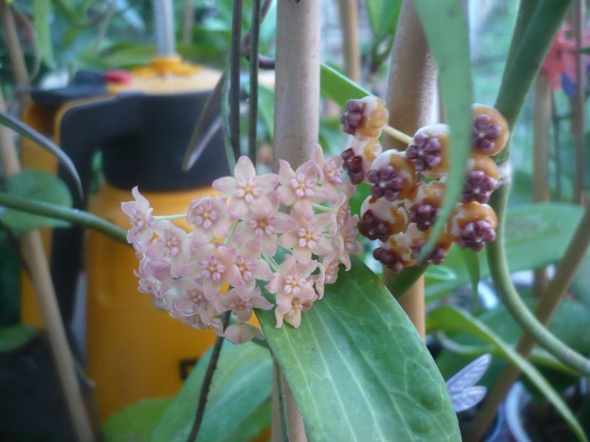 P1500262 - HOYA 2021-2