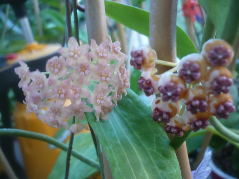 P1500263 - HOYA 2021-2