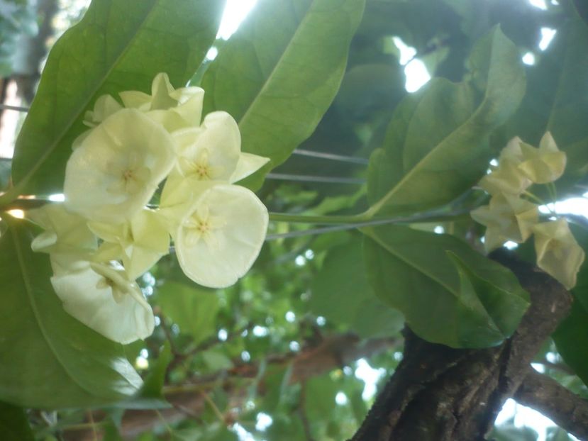 P1500266 - HOYA 2021-2