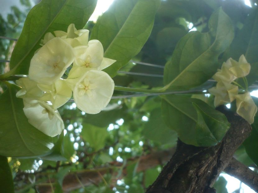 P1500267 - HOYA 2021-2