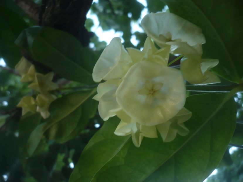 P1500271 - HOYA 2021-2