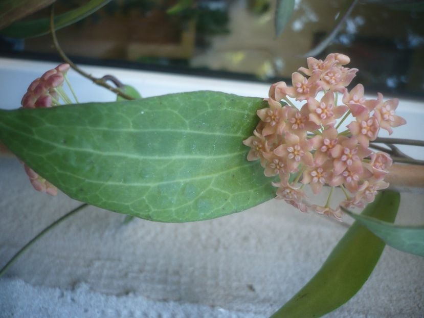 P1500233 - HOYA 2021-2