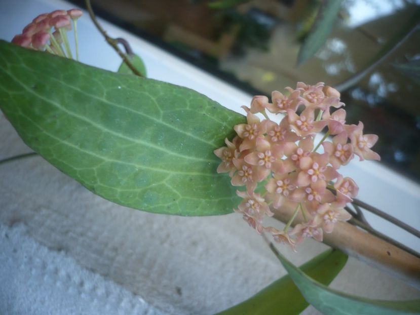 P1500234 - HOYA 2021-2