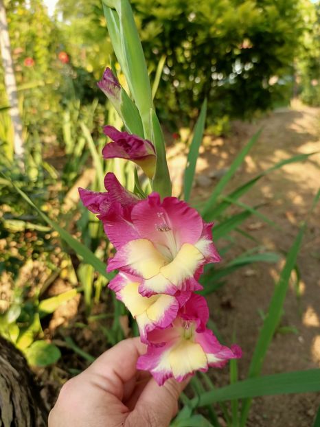 Img.2021.07.30 - 1 Achiziție nouă