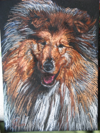 ciobanesc scotian COLLIE; pastel pe carton, A4
