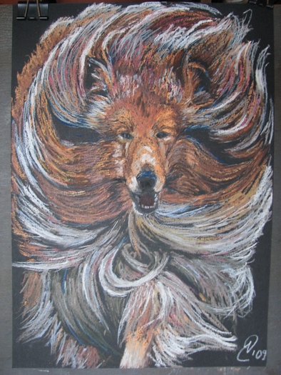 ciobanesc scotian COLLIE; pastel pe carton, A4
