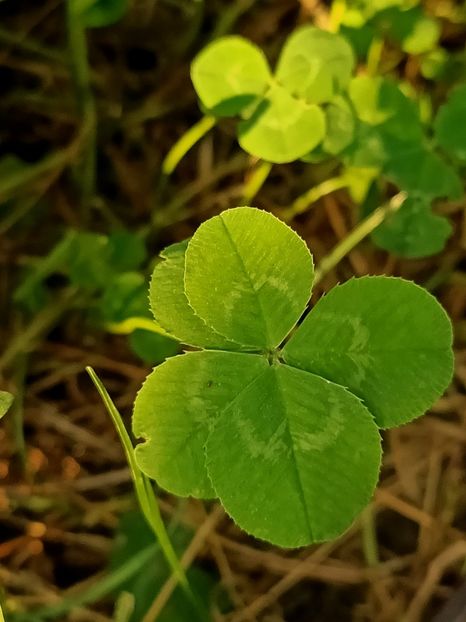 Img.2021.07.30 - X-Grădina mea
