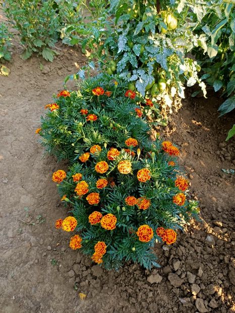 Img.2021.07.30 - X-Grădina mea