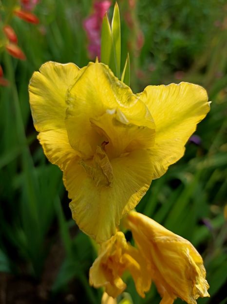 Img.2021.07.30 - X-Grădina mea