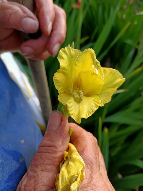 Img.2021.07.30 - X-Grădina mea