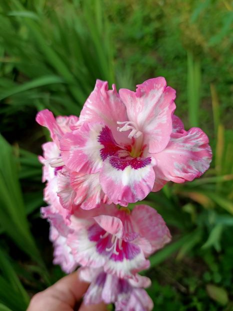 Img.2021.07.30 - X-Grădina mea