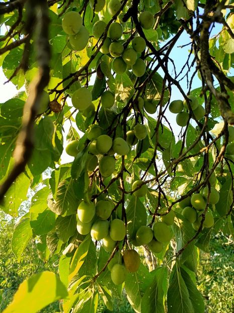 Img.2021.07.30 - X-Grădina mea