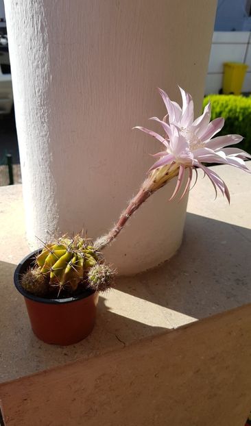 Echinopsis Oxygona - Echinopsis