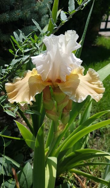 Iris Champagne Elegant-remontant - Iulie 2021