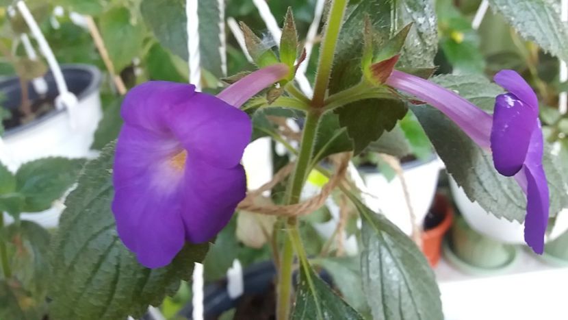BriDs Luisa - Achimenes varietati - drumul florilor