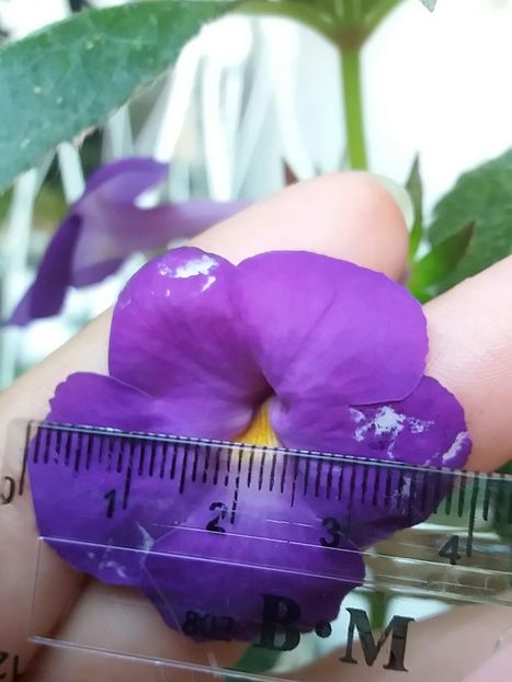 Brid s Luisa - Achi la măsurat