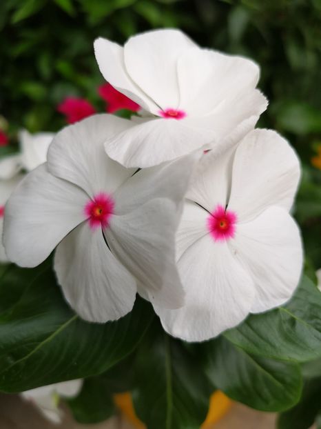 Vinca alba - 0 0 2021