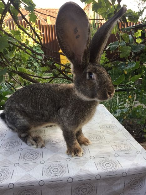 ACBF82C6-2AA8-4A40-B387-53E767609740 - RO 8-115