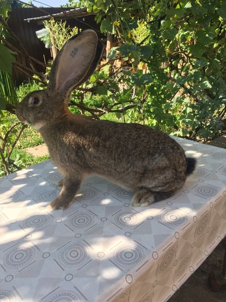 5EC3DC9F-7515-4FBE-B324-65D6D2732567 - RO 8-116