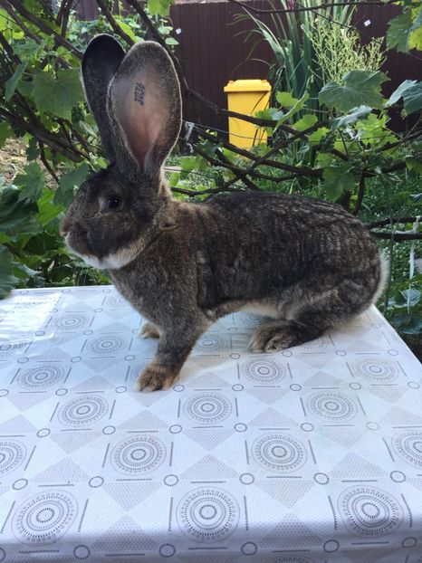 E4AF551D-8301-4825-9735-75BB741825AF - RO 8-3036