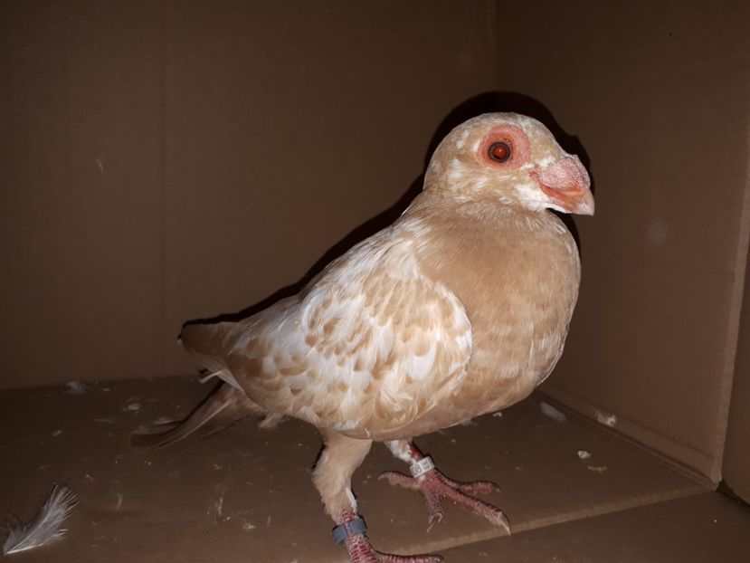 F - K1 _ tineret 2021