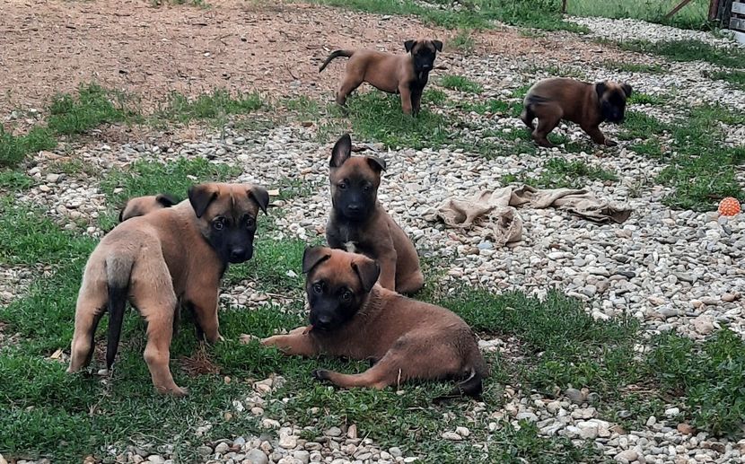  - Ciobanesc belgian malinois