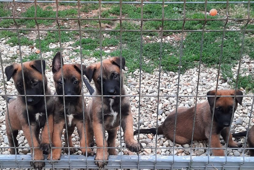  - Ciobanesc belgian malinois