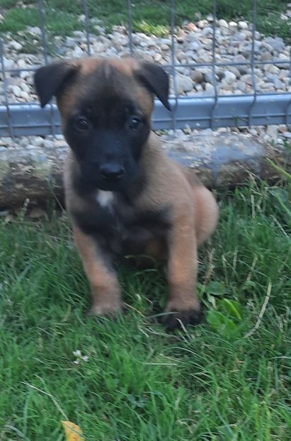  - Ciobanesc belgian malinois