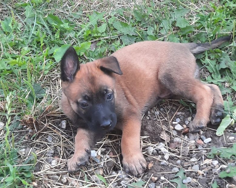 - Ciobanesc belgian malinois
