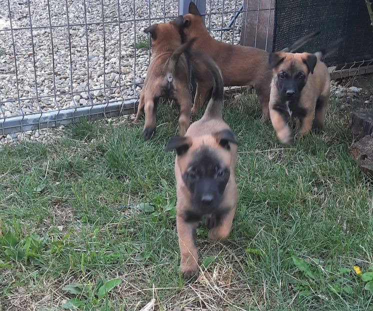  - Ciobanesc belgian malinois
