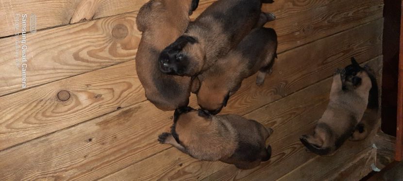  - Ciobanesc belgian malinois
