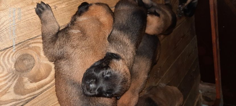  - Ciobanesc belgian malinois