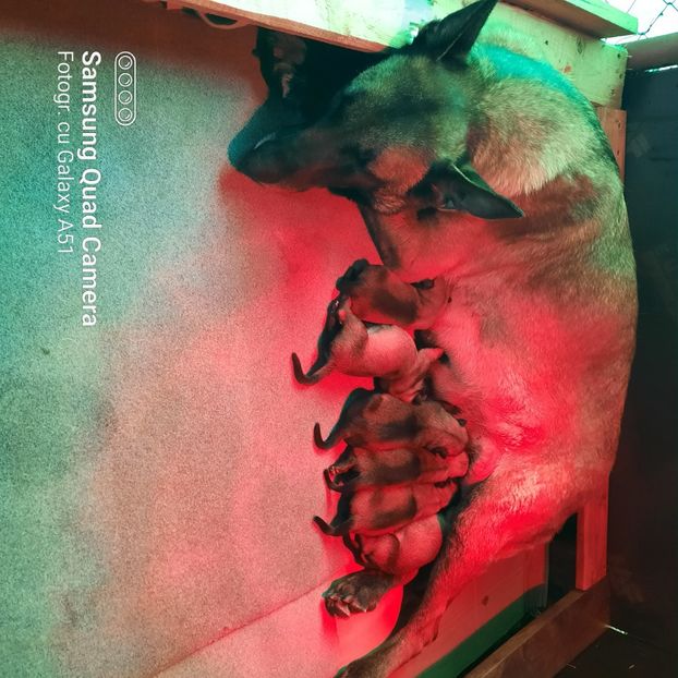  - Ciobanesc belgian malinois