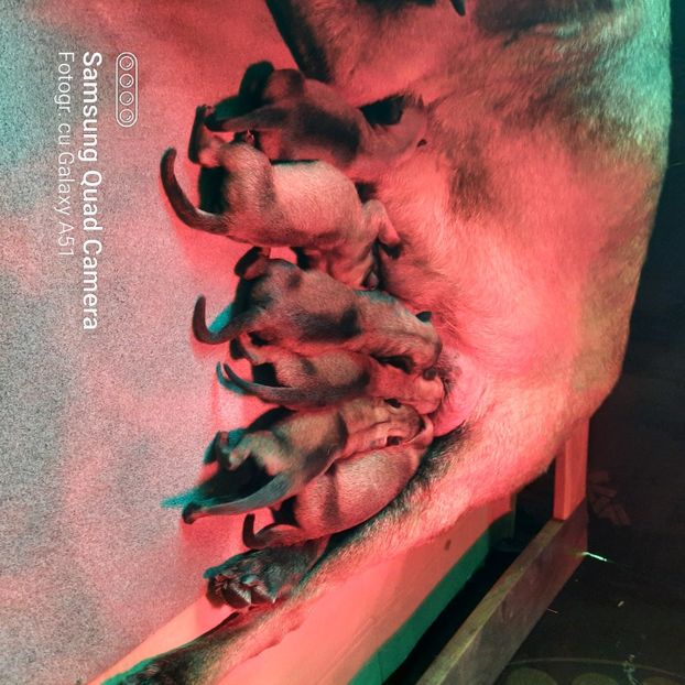  - Ciobanesc belgian malinois