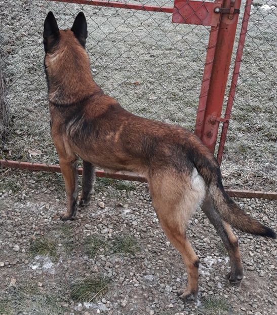  - Ciobanesc belgian malinois