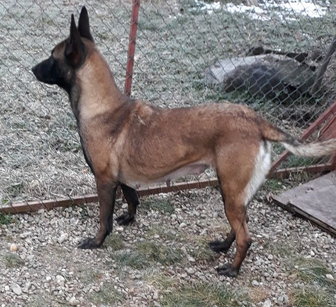  - Ciobanesc belgian malinois