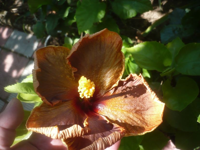 01.08.2021 - HIBISCUSI 2021-3