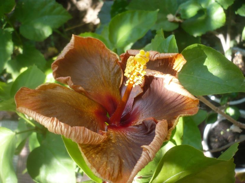 P1500273 - HIBISCUSI 2021-3