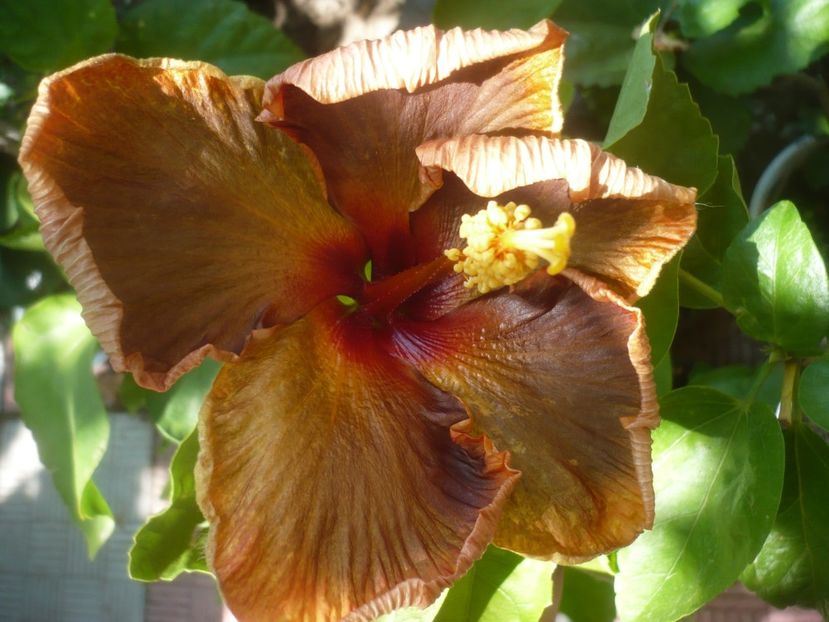 P1500275 - HIBISCUSI 2021-3