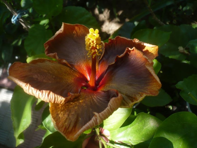 P1500276 - HIBISCUSI 2021-3