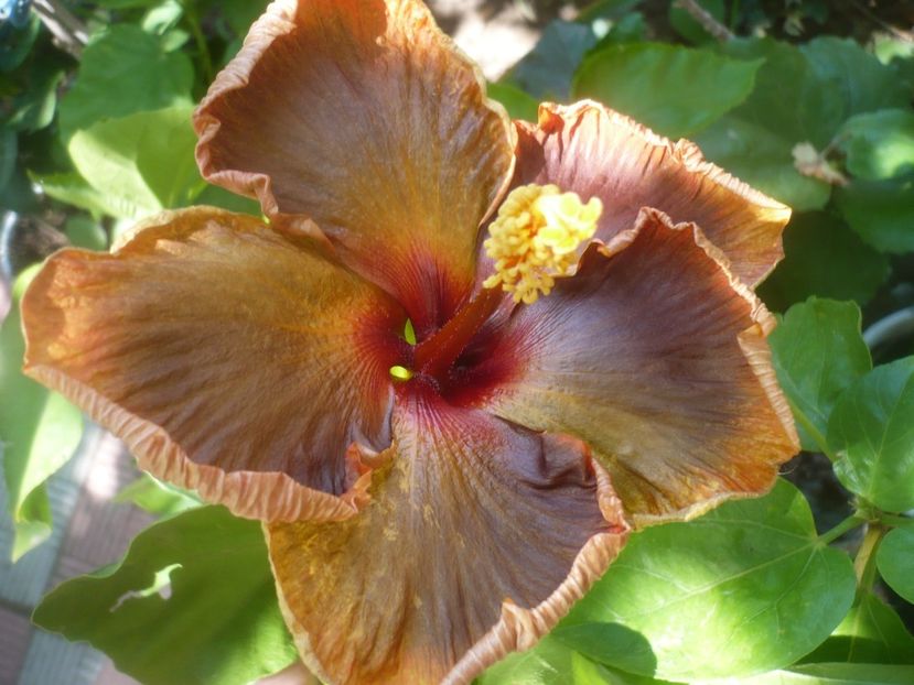 P1500277 - HIBISCUSI 2021-3