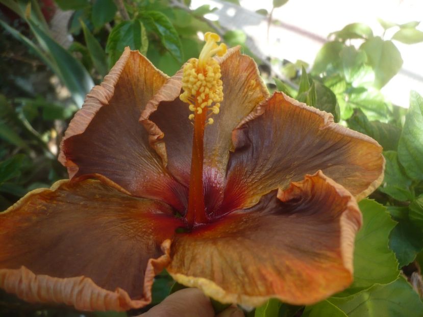 P1500279 - HIBISCUSI 2021-3