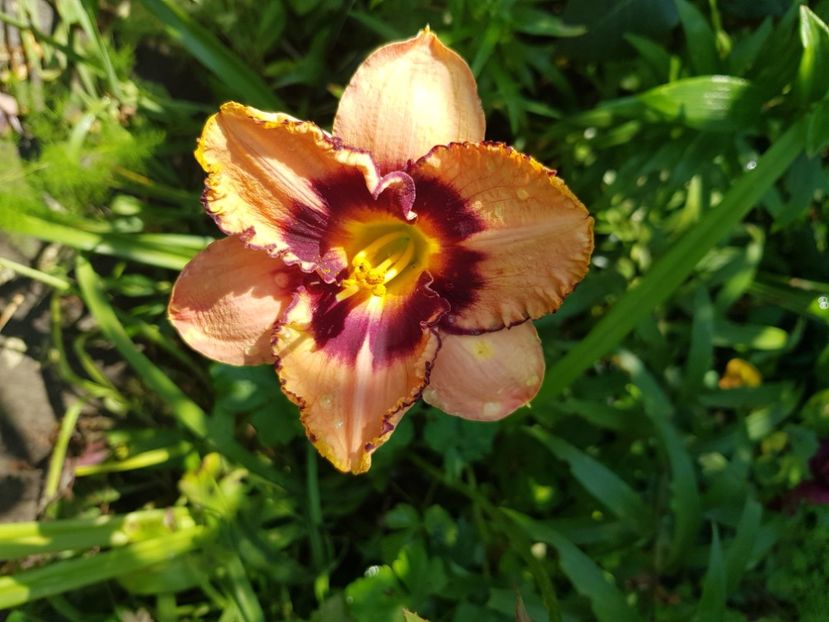  - Hemerocallis 2021
