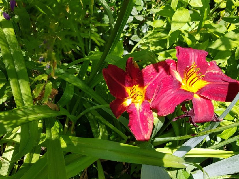  - Hemerocallis 2021
