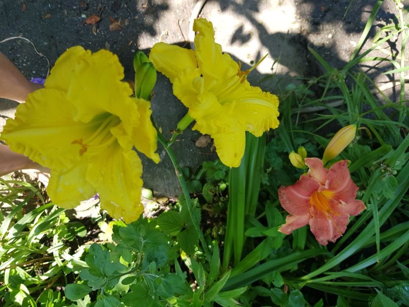  - Hemerocallis 2021