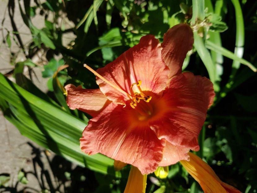  - Hemerocallis 2021